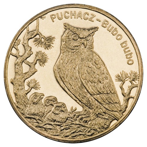 5puchaczA.jpg
