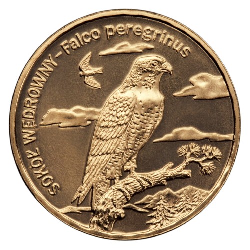 8sokolA.jpg